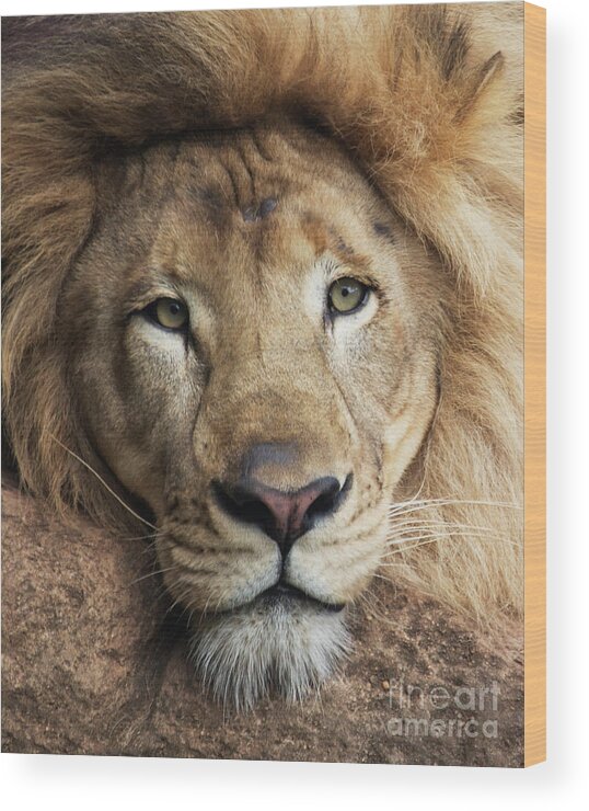 Lion Wood Print featuring the photograph Lion close up by Sheila Smart