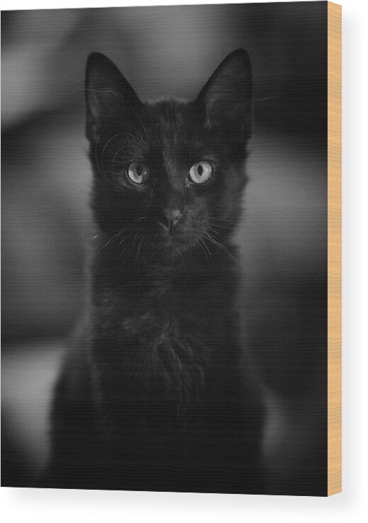 Cat Wood Print featuring the photograph Loki by DArcy Evans