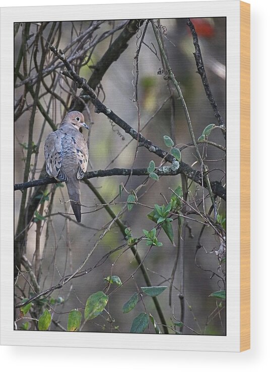 Wildlife Wood Print featuring the photograph Lonesome Dove by John Benedict