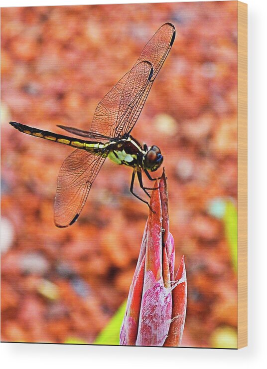 Dragonfly Wood Print featuring the photograph Lovely Dragonfly by Bill Barber