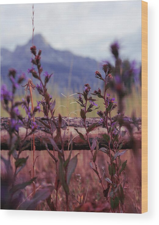 Mountain Wood Print featuring the photograph Lovely Lavender in Front by Go and Flow Photos