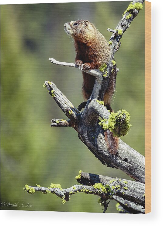 Wildlife Wood Print featuring the photograph Marmot by David Lee