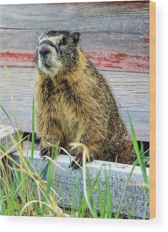 Marmot Wood Print featuring the photograph Marmot by James BO Insogna