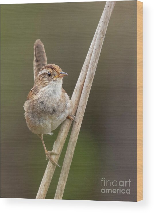 Cattail Wood Print featuring the photograph Marsh Wren Perches on Reeds #4 by Nancy Gleason