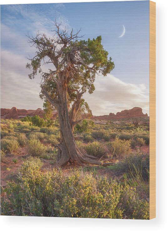 Moab Wood Print featuring the photograph Moab Morning Moon by Darren White