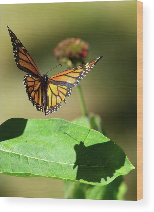 Monarch Wood Print featuring the photograph Monarch in Flight with Shadow by Flinn Hackett