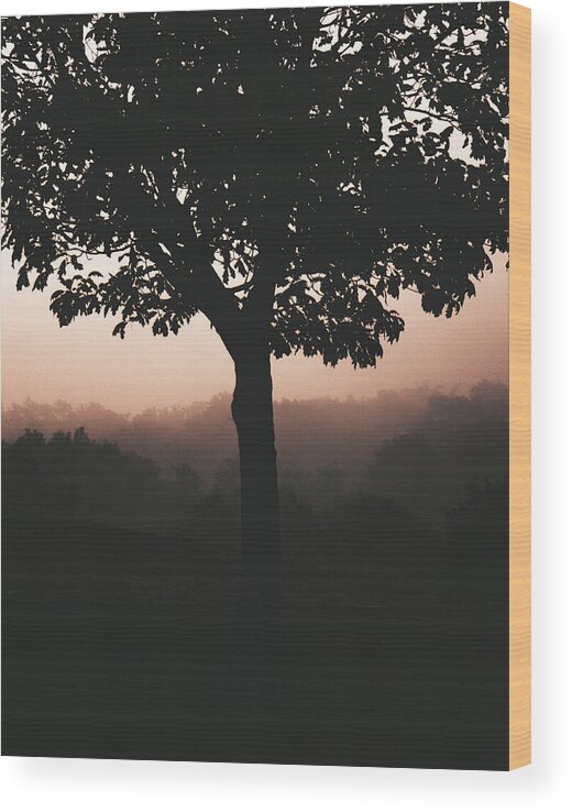 Tree Wood Print featuring the photograph Morning Glow by Haley Renee