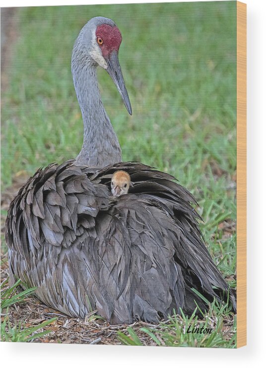 Sandhill Crane Wood Print featuring the digital art MOTHER SANDHILL CRANE AND CHICK cps by Larry Linton