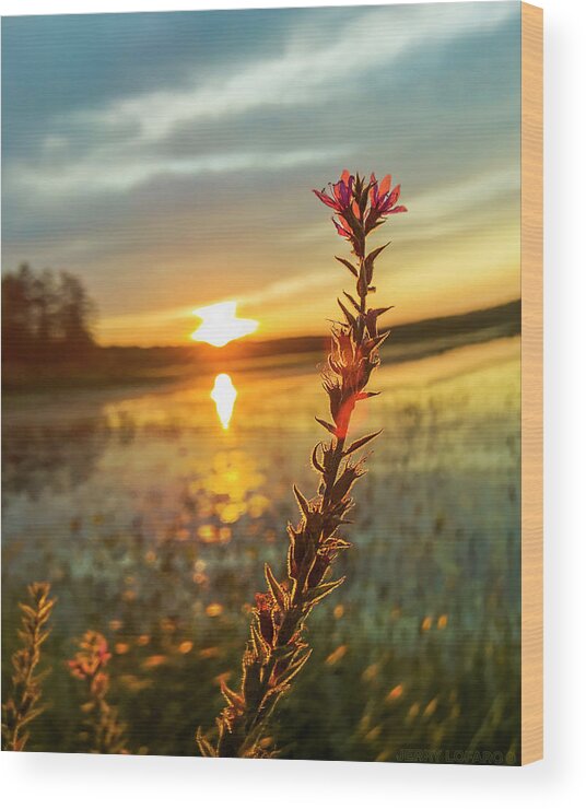 Loosestrife Wood Print featuring the photograph New Gold Dream by Jerry LoFaro