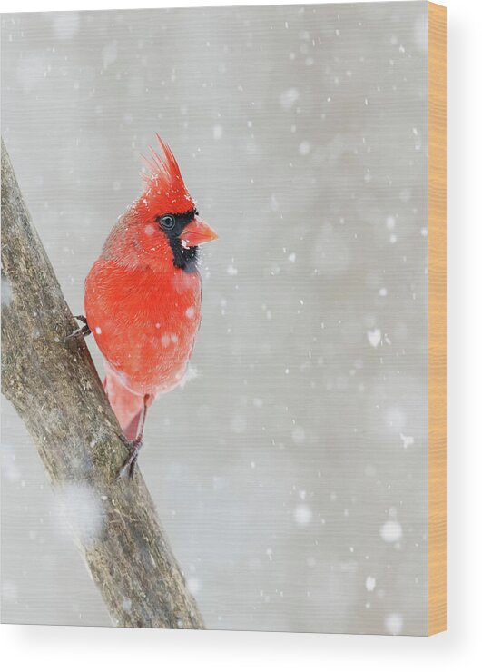 Winter Wood Print featuring the photograph Northern Cardinal by Mango Art