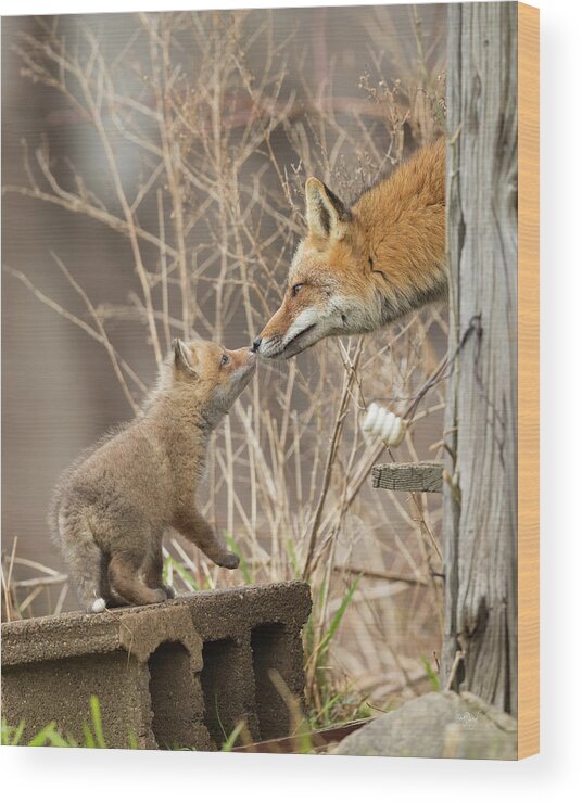 Red Fox Wood Print featuring the photograph Nose To Nose by Everet Regal