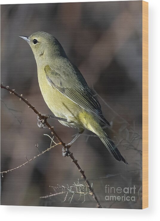 Warbler Wood Print featuring the photograph Orange Crowned Warbler by Lisa Manifold