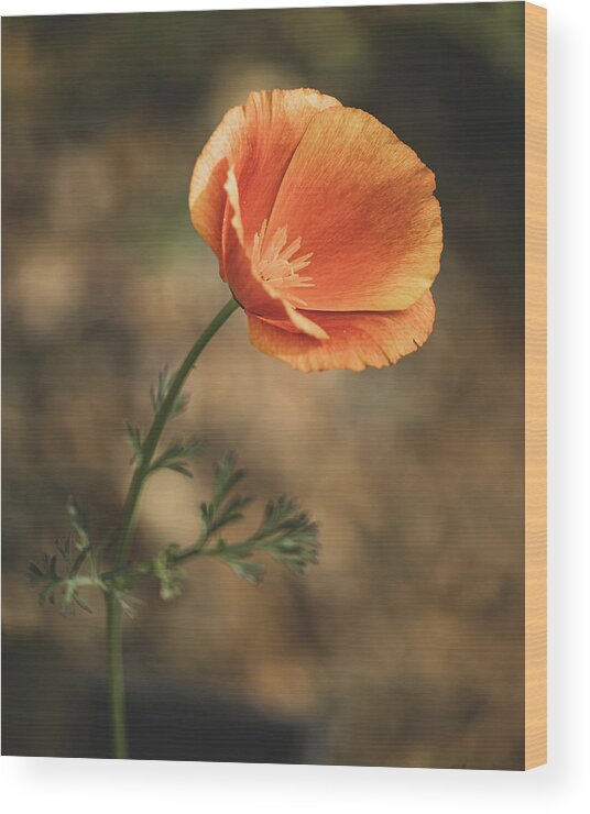 Flower Wood Print featuring the photograph Orange Flower by Rick Nelson