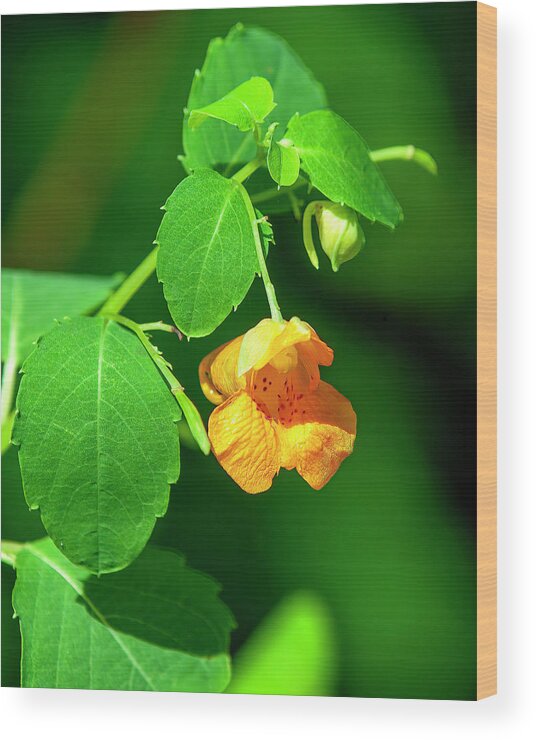 Balsam Family Wood Print featuring the photograph Orange Jewelweed DFL1221 by Gerry Gantt