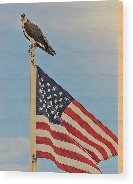 Ospray Bird Feathers Flag Wood Print featuring the photograph Osprey10 by John Linnemeyer