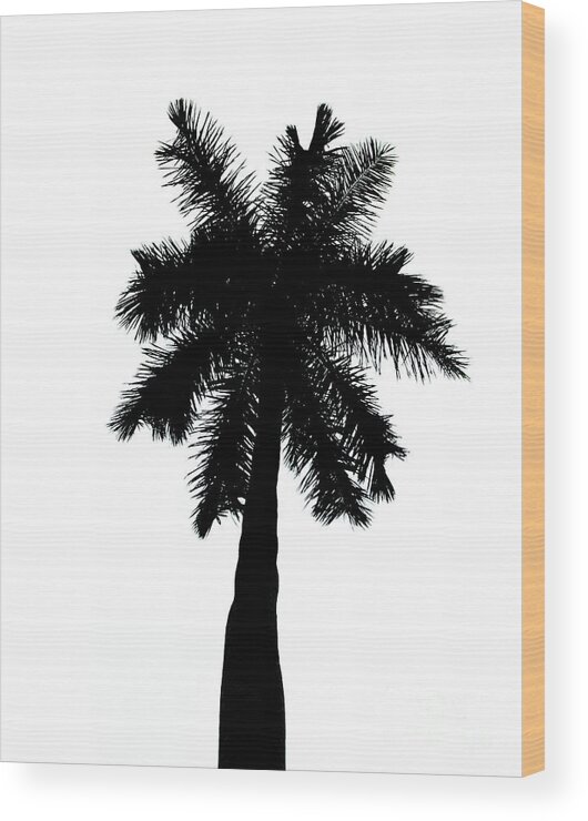 Black And White Wood Print featuring the photograph Palm Tree Silhouette on Pure White Nature / Botanical Photograph by PIPA Fine Art - Simply Solid