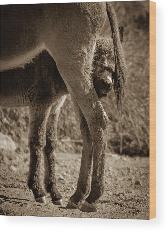 Wild Burros Wood Print featuring the photograph Peeking Around Mom by Mary Hone