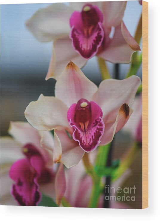 Orchid Wood Print featuring the photograph Pink and White Cymbudium Clarisse Orchid by Abigail Diane Photography