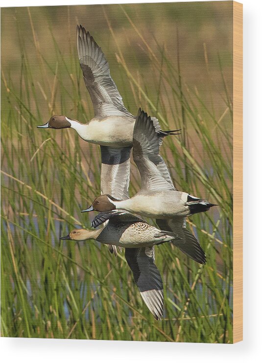 Ducks Wood Print featuring the photograph Pintails by Jim E Johnson