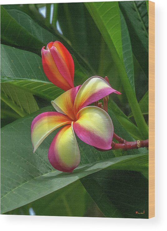 Scenic Wood Print featuring the photograph Plumeria or Frangipani DTHB0109 by Gerry Gantt