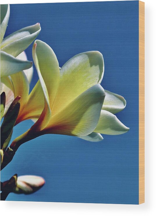 Plumeria Wood Print featuring the photograph Plumeria by Sarah Lilja