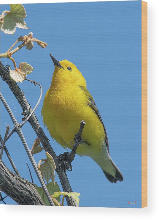 Nature Wood Print featuring the photograph Prothonotary Warbler DSB0375 by Gerry Gantt