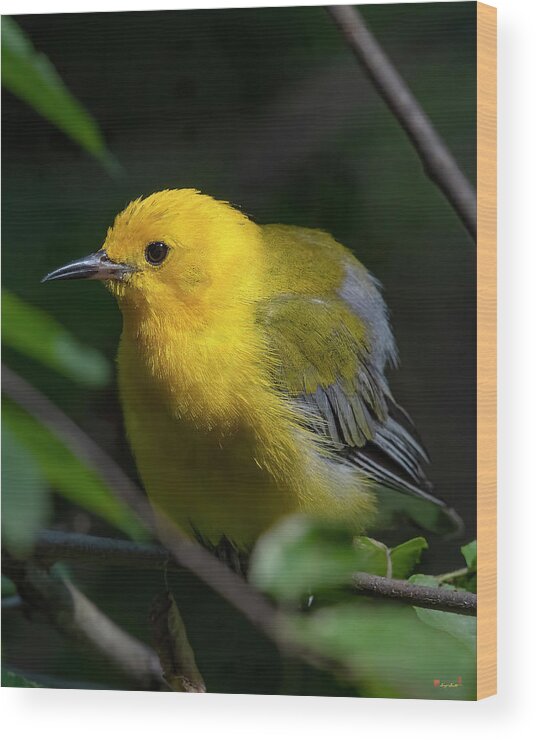 Nature Wood Print featuring the photograph Prothonotary Warbler DSB0396 by Gerry Gantt