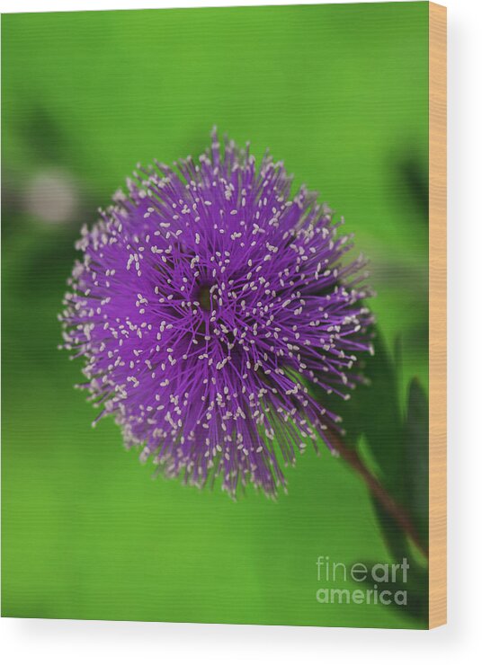 Nesophila Melaleuca Nesophila Drops Wood Print featuring the photograph Purple drops Melaleuca nesophila flower by Abigail Diane Photography