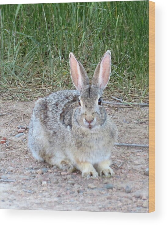 Rabbit Wood Print featuring the photograph Rabbit Ears by Katie Keenan