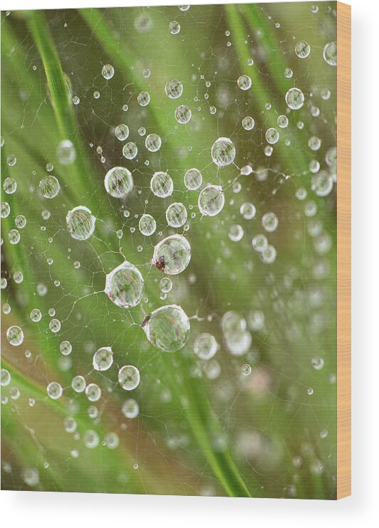 Drop Wood Print featuring the photograph Raindrops Caught In A Web by Karen Rispin