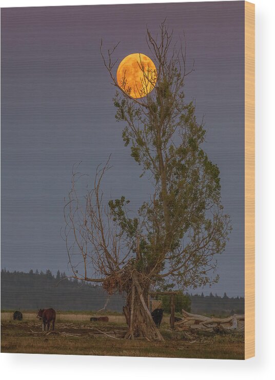 Lassen Wood Print featuring the photograph Ranch Moon by Mike Lee