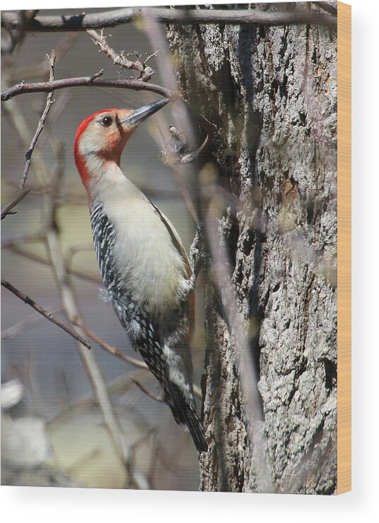 Wildlife Wood Print featuring the photograph Red-bellied Woodpecker by William Selander