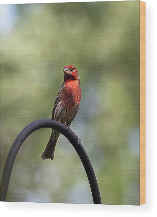 Bird Wood Print featuring the photograph Red Bird by David Beechum