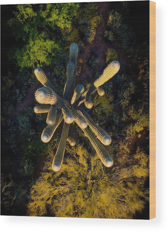 Arizona Wood Print featuring the photograph Saguaro Cactus Arizona Top Down by Anthony Giammarino
