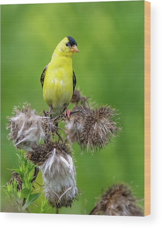 Goldfinch Wood Print featuring the photograph Season's End by Regina Muscarella