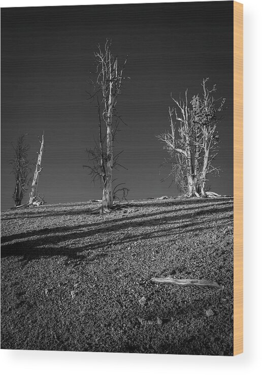 Landscape Wood Print featuring the photograph Socially Distant by Grant Sorenson