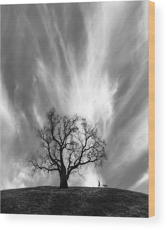 Tree Wood Print featuring the photograph Solace by Sofie Conte
