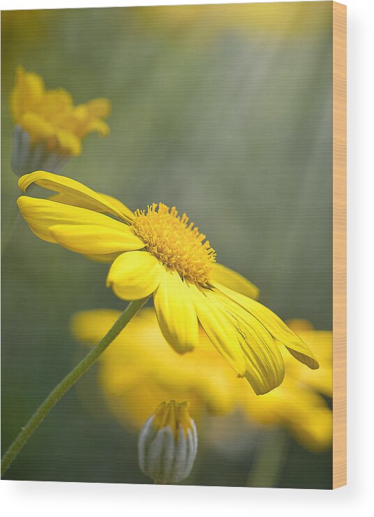 Background Wood Print featuring the photograph Spring Bloom by Rick Nelson