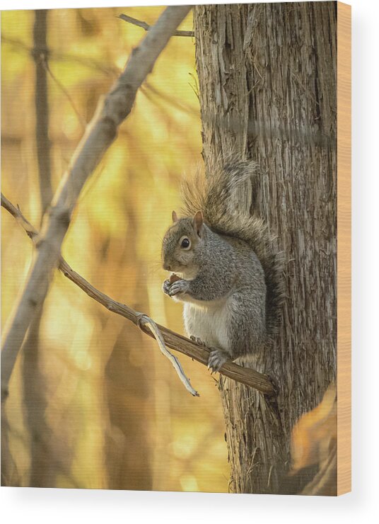 Nature Wood Print featuring the photograph Squirrel Lunch by Rick Nelson