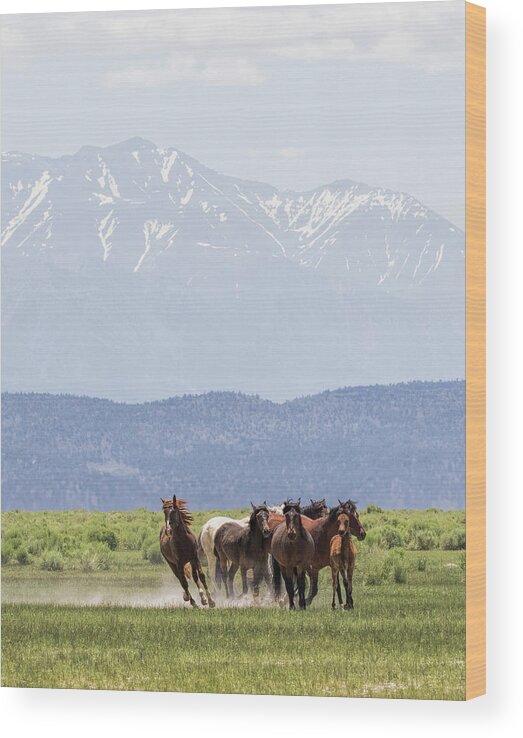 Eastern Sierra Wood Print featuring the photograph Stampede by Cheryl Strahl