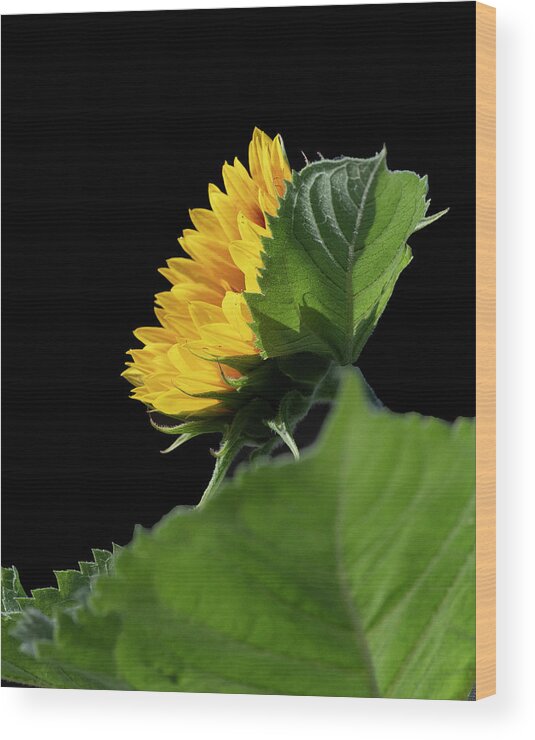 2021-08-13 Wood Print featuring the photograph Sunflower in Profile by Phil And Karen Rispin