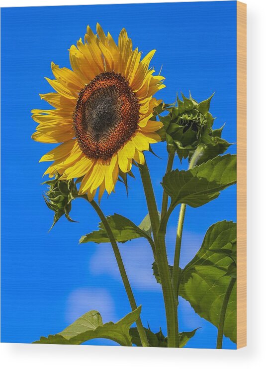 Flower Wood Print featuring the photograph Sunflower Portrait by Kevin Craft