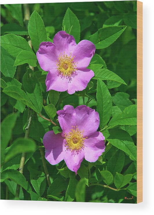 Nature Wood Print featuring the photograph Swamp Roses Rosa palustris DSMF179 by Gerry Gantt