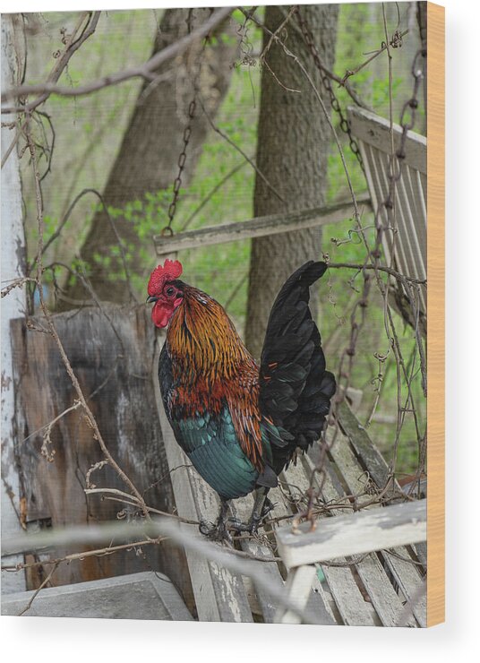 Landscape Wood Print featuring the photograph Swingin' Rooster by Scott Smith