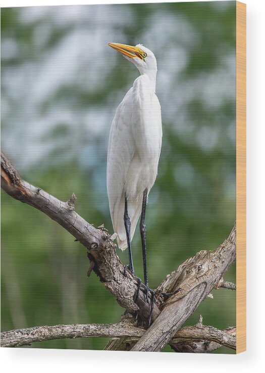 Egret Wood Print featuring the photograph The Magestic Egret by Regina Muscarella