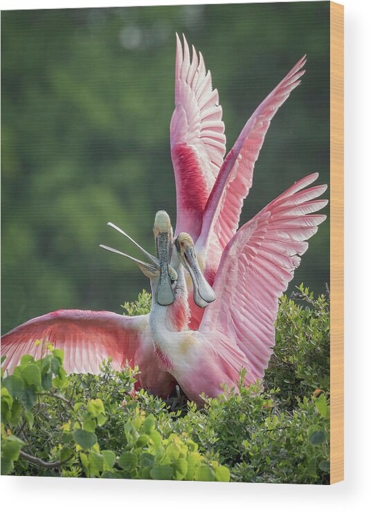 Roseate Spoonbill Wood Print featuring the photograph Three is Not A Company by Jurgen Lorenzen