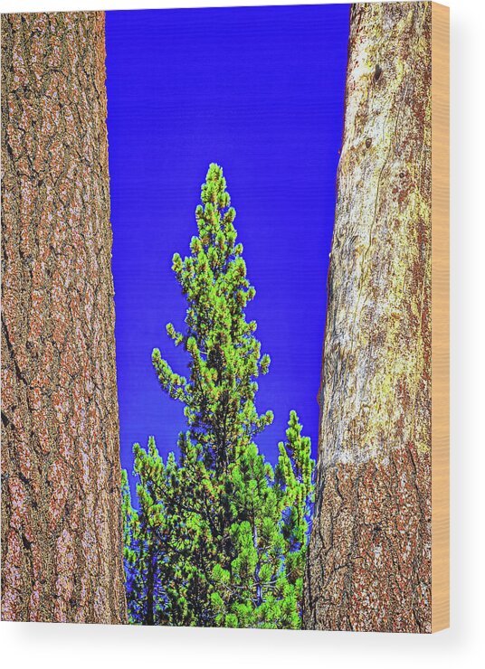 Three Wood Print featuring the photograph Three Trees, High Sierras, California by Don Schimmel