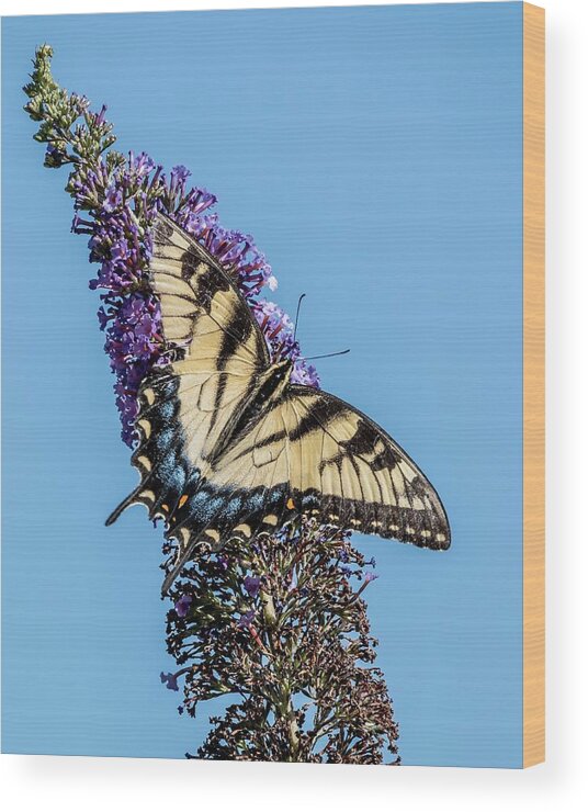 Eastern Tiger Swallowtail Wood Print featuring the photograph Tiger Swallowtail Broken Beauty by Bradford Martin