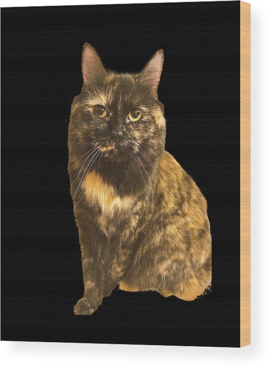 Cat Wood Print featuring the photograph Tortoise Long Hair Cat by Lisa Pearlman