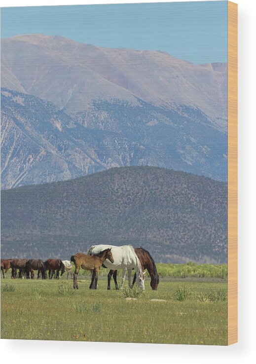 Eastern Sierra Wood Print featuring the photograph Tranquility in the Meadow II by Cheryl Strahl
